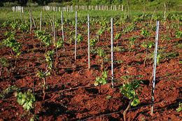 Vinná réva – Starigradsko polje, ostrov Hvar