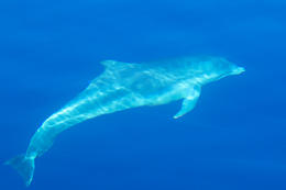 Delfín skákavý (Tursiops truncatus), delfíni v Chorvatsku
