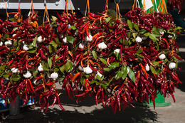 Rovinj - na tržnici, Istrie, Chorvatsko