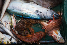 Rybolov - apartmány Maslina, Hvar, Chorvatsko