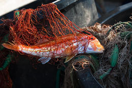 Rybolov - apartmány Maslina, Hvar, Chorvatsko