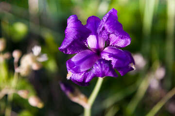 Divoký kosatec, Baška, ostrov Krk, Chorvatsko