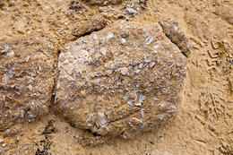 Rab - Lopar - geologický park, ostrov Rab, Chorvatsko