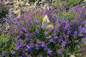 Šalvěj lékařská