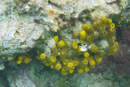 Potápění Chorvatsko - mořská houba, pláž Girenica, ostrov Pag