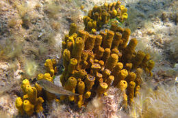 Potápění Chorvatsko - mořská houba, pláž Girenica, ostrov Pag