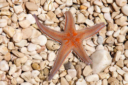 Potápění Chorvatsko - mořská hvězdice, pláž Ručica, ostrov Pag