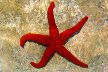 Šnorchlování Chorvatsko - mořská hvězdice, pláž Ručica, ostrov Pag