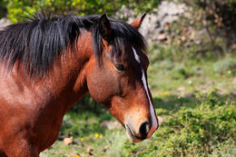 Hvar - divocí koně na Hvaru