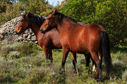 Hvar - divocí koně na Hvaru