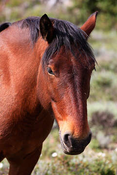 Hvar - divocí koně na Hvaru