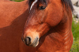 Hvar - divocí koně na Hvaru