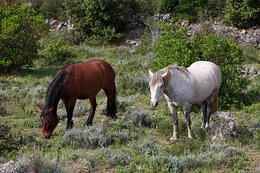Hvar - divocí koně na Hvaru