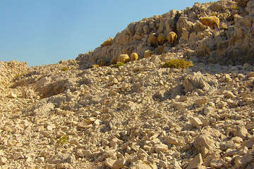 Výlet k Pažskému trojúhelníku - pažské ovce, ostrov Pag