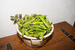 Bob - hospodářství Kaštelanac, Gornje Selo, ostrov Šolta, Chorvatsko