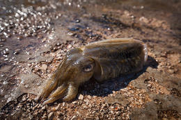 Sépie, ostrov Marinkovac, Pakleni otoci, Hvar, Chorvatsko