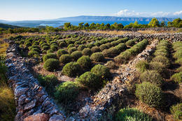 Humac - levandule, ostrov Hvar, Chorvatsko
