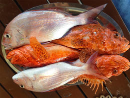 Apartmány Dorela - ryby v nabídce restaurace, okolí zátoky Vela Planica, ostrov Brač, Chorvatsko