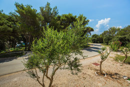 A3 - apartmány Sandra, Mandre, ostrov Pag, Chorvatsko