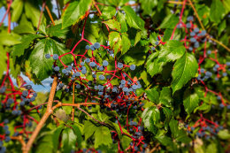 Apartmány Usata, Ugrinići - Tkon, ostrov Pašman, Chorvatsko