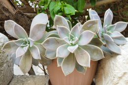 Mandre - netřesky u restaurace Bonaca, ostrov Pag, Chorvatsko