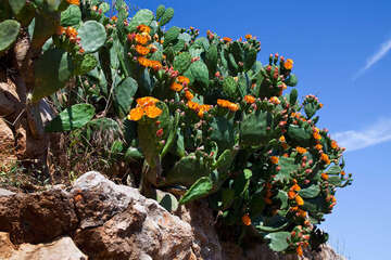 Letovisko Metajna - opuncie, ostrov Pag, Chorvatsko