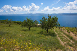 Vela Planica, ostrov Brač, Chorvatsko