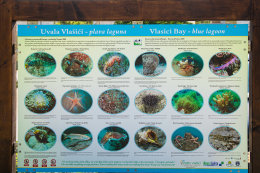 Vlašiči - podmořský život v zátoce Modrá laguna, ostrov Pag, Chorvatsko