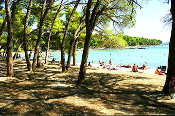 Biograd na Moru, borovice u pláže Soline, Chorvatsko