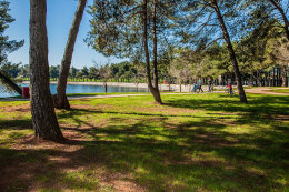 Novigrad - borovicový háj u pláže a promenády, Istrie, Chorvatsko