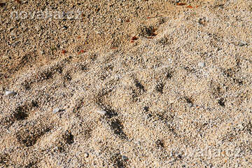 Rovinj - pláže, Istrie, Chorvatsko