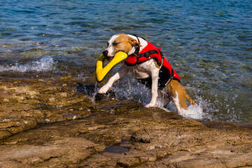Stomorska - koupání z plochých kamenů je vhodné pro psy, ostrov Šolta, Chorvatsko