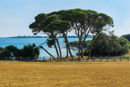 Národní park Brijuni - safari park, Istrie, Chorvatsko