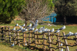 Národní park Brijuni - safari park, Istrie, Chorvatsko