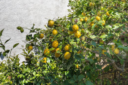 Apartmány Žana, severní zátoka ostrova Hvar, Chorvatsko