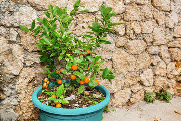 Apartmány Bagarić - okolí domu, Medići, Chorvatsko