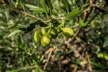 Apartmány Nevera - jižní zátoka ostrova Hvar, Chorvatsko