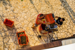 Apartmány Ivona - majitelé při zpracování vína, Povljana, ostrov Pag, Chorvatsko 