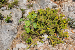 Apartmány Vlaho I, jižní zátoky, ostrov Hvar, Chorvatsko