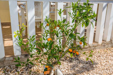 Apartmány Olja - ovoce kumquat v zahradě, Živogošće - Blato, Makarská riviéra, Chorvatsko