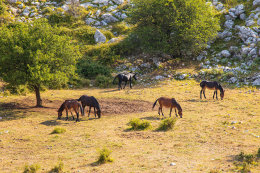 Výstup na Sv. Iliju 961 m n. m. , Gradac, Chorvatsko