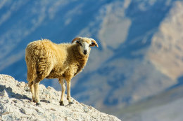 Metajna - Beritnica, ostrov Pag, Chorvatsko