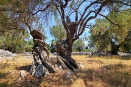 Olivovníky Lun, ostrov Pag, Chorvatsko 