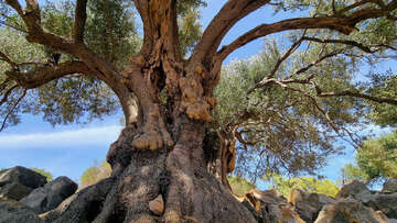 Olivovníky Lun - nejširší strom  olivovníku starý 2000 let, ostrov Pag, Chorvatsko 