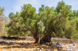 Olivovníky Lun, ostrov Pag, Chorvatsko 