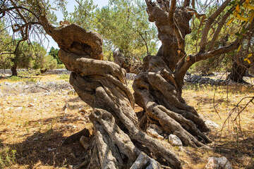 Olivovníky Lun, ostrov Pag, Chorvatsko 