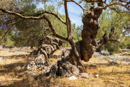 Olivovníky Lun, ostrov Pag, Chorvatsko 