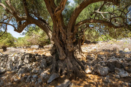 Olivovníky Lun - nejširší strom  olivovníku starý 2000 let, ostrov Pag, Chorvatsko 