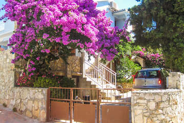 Apartmán Racek - parkoviště u domu, Maslinica, ostrov Šolta, Chorvatsko