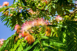 Apartmány Jozo, Polje - Veli Rat, Dugi otok, Chorvatsko